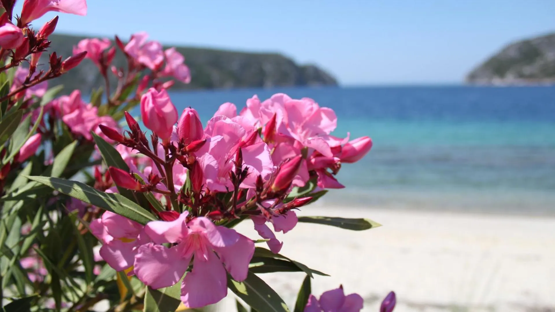 Olia Seaside Residence 120M From The Beach Pefkochori